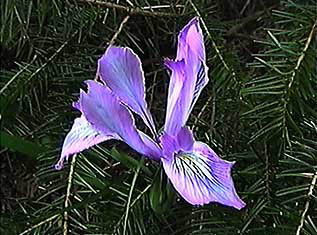 PurpleIris